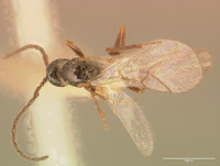 Eucoila aperta image