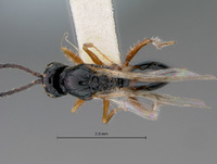 Xyalosema aperta image