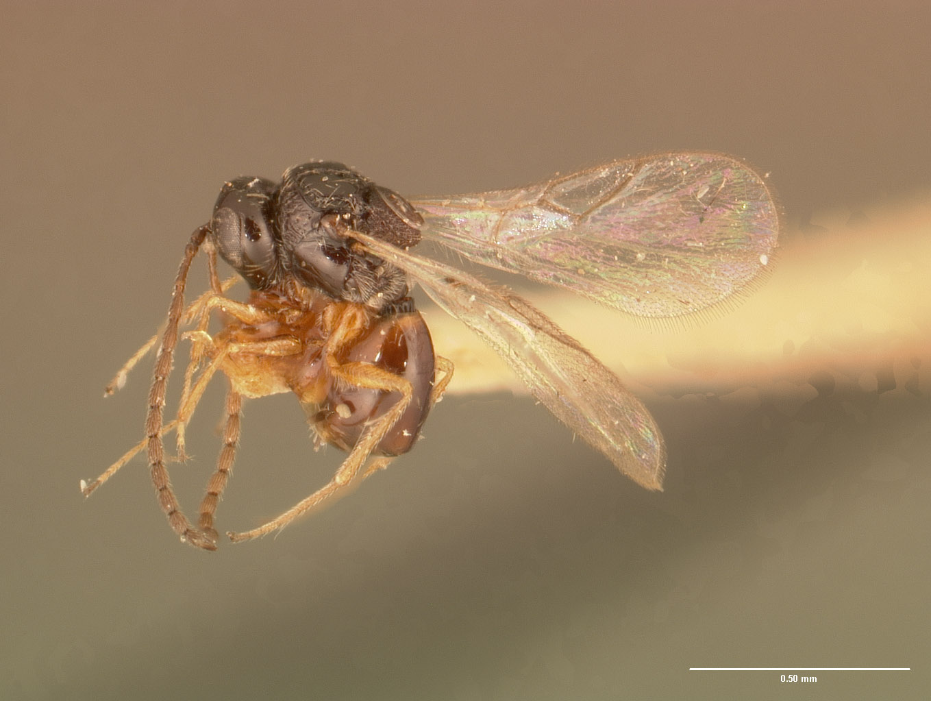 Eucoelidea arcuata image