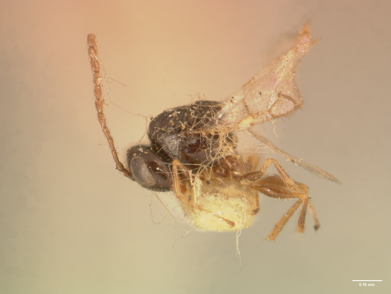 Eucoelidea bakeri image