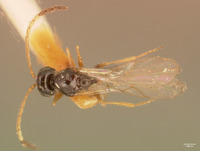 Ganaspis bakeri image