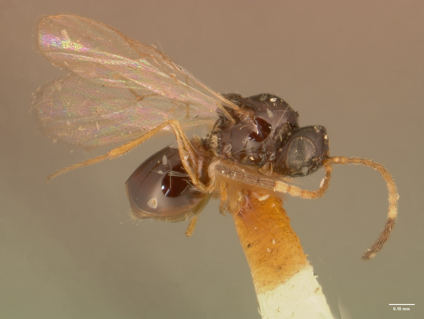 Ganaspis bakeri image