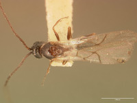 Cothonaspis bakeriana image