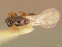 Eucoila bakeriana image