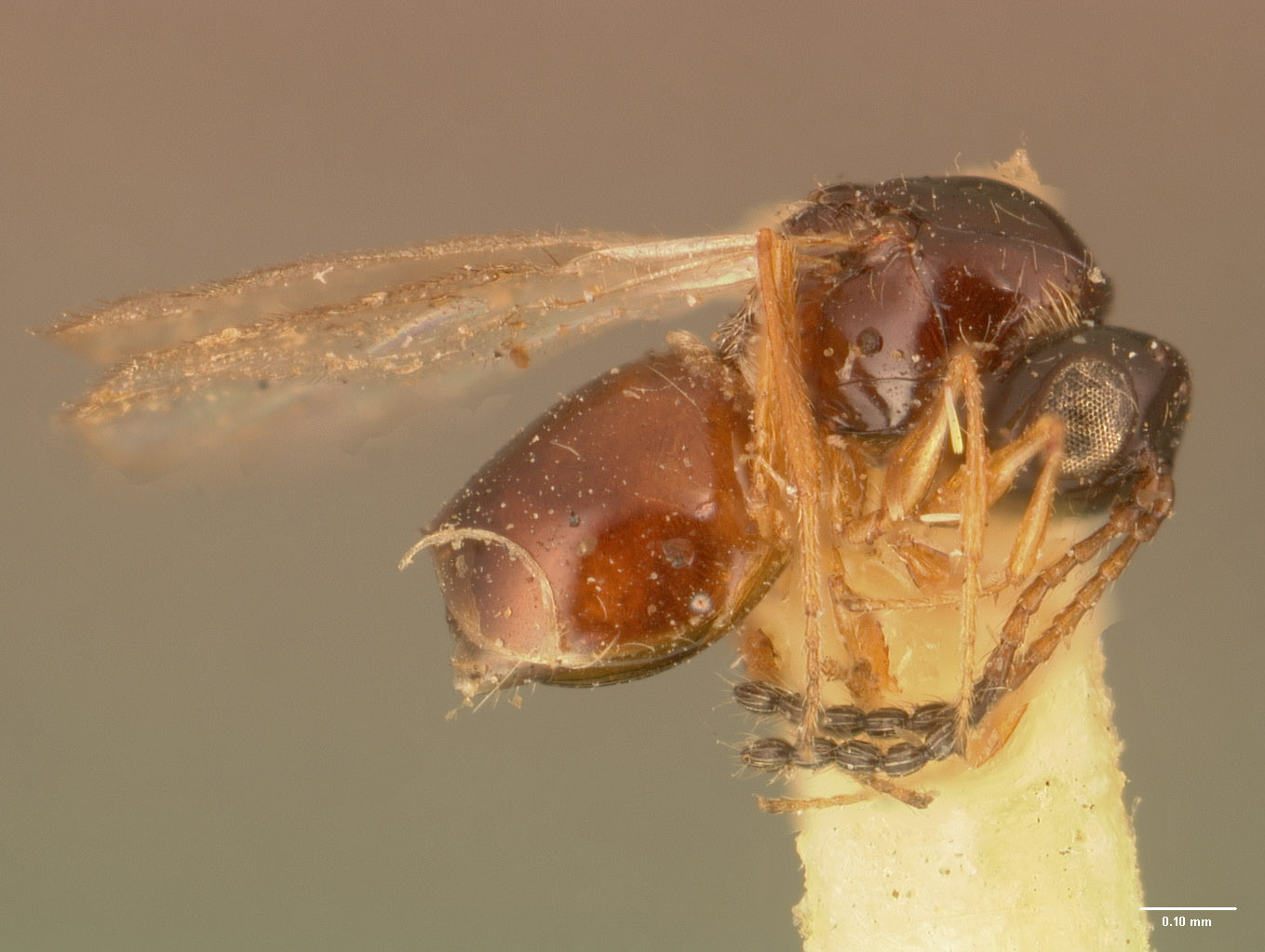 Eucoila bakeriana image