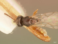 Frireniella bisulcata image