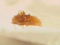 Coneucoela brasiliensis image