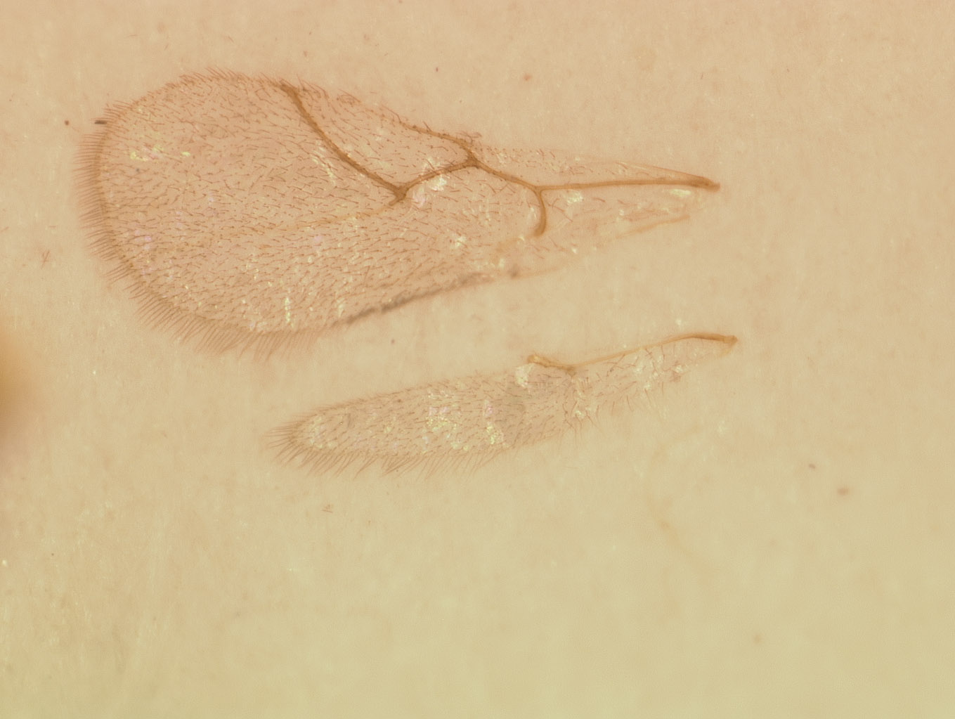 Coneucoela brasiliensis image