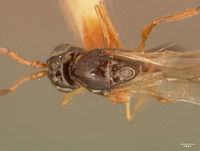 Eucoila brasiliensis image