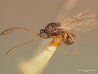 Eucoila brasiliensis image