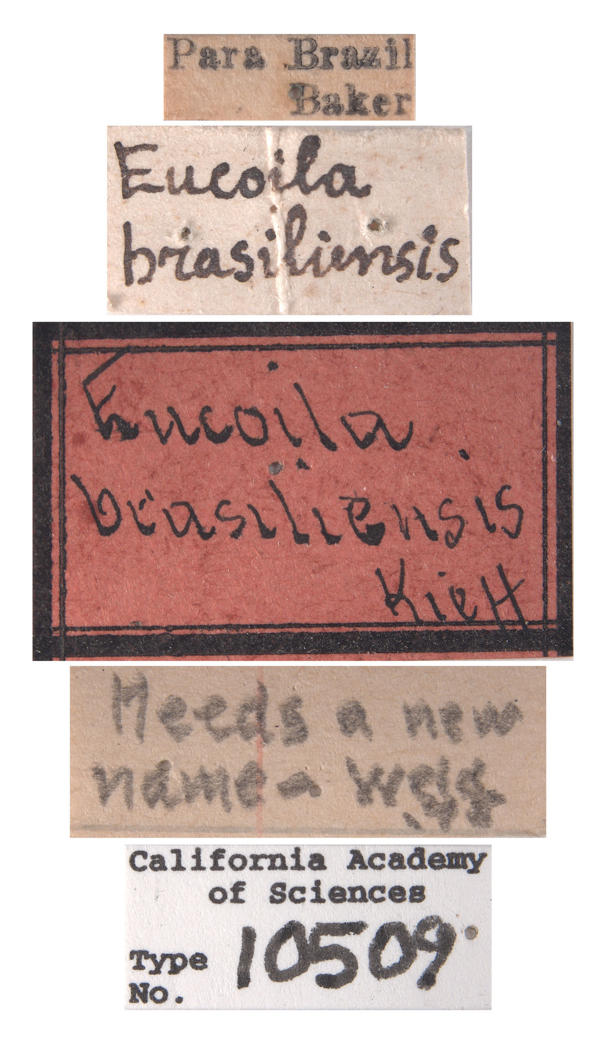 Eucoila brasiliensis image