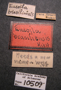 Eucoila brasiliensis image