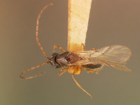 Ganaspis brasiliensis image