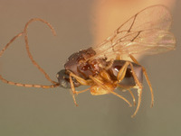 Ganaspis brasiliensis image