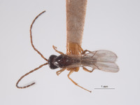 Ganaspis brasiliensis image