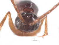 Ganaspis brasiliensis image