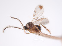 Ganaspis brasiliensis image