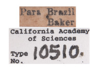 Ganaspis brasiliensis image