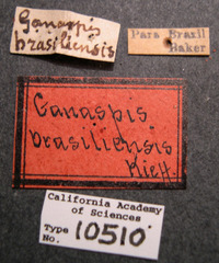 Ganaspis brasiliensis image