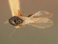Eucoela bruneocincta image