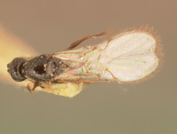 Kleidotoma californica image