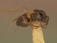 Image of Kleidotoma californica