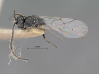 Sarothrus californicus image