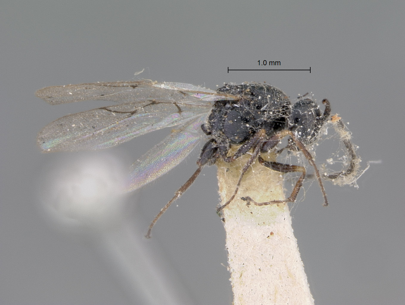 Sarothrus californicus image