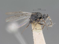 Image of Sarothrus californicus