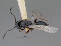 Sarothrus canadensis image