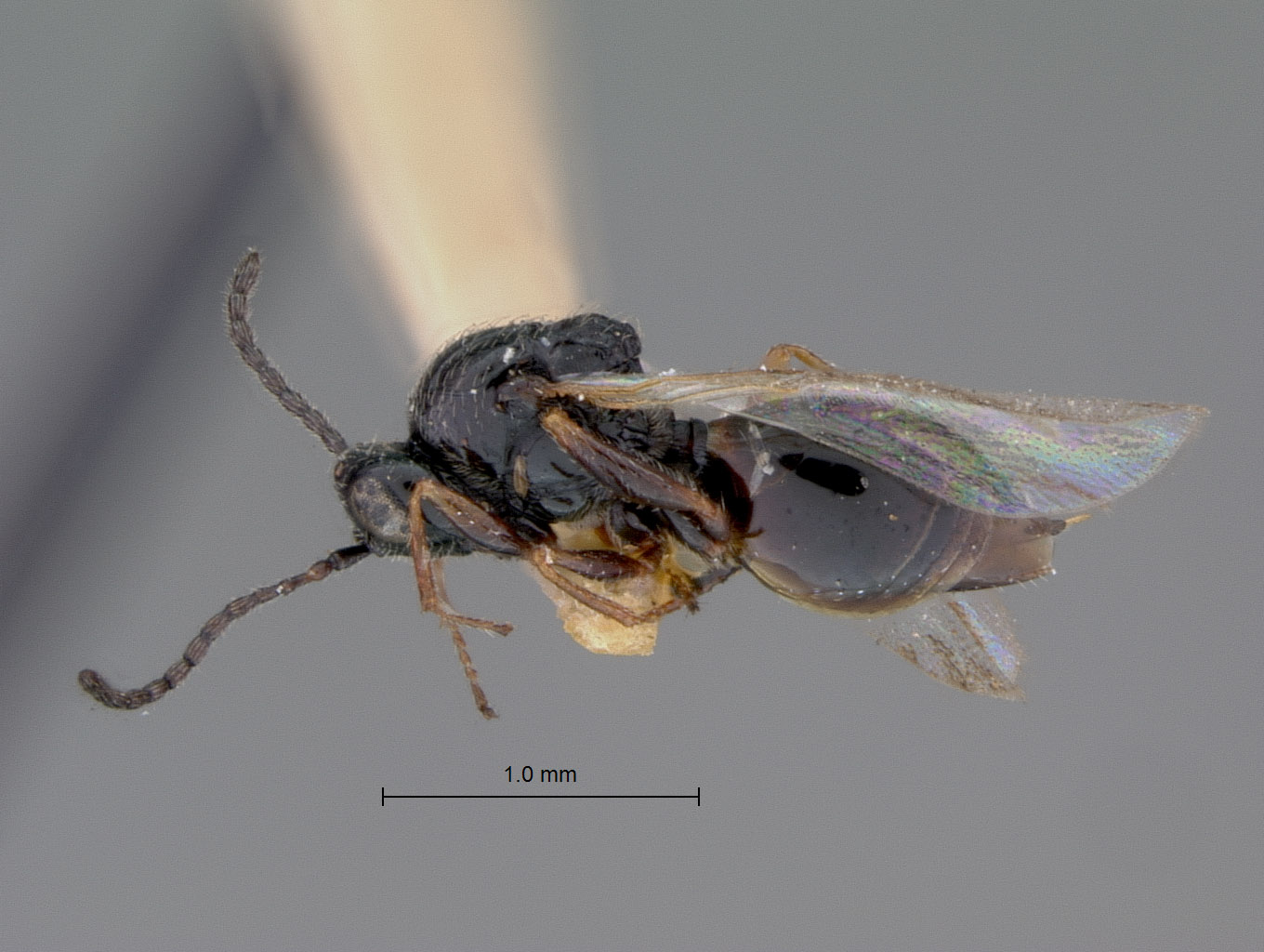 Sarothrus canadensis image