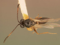 Cothonaspis cincticornis image