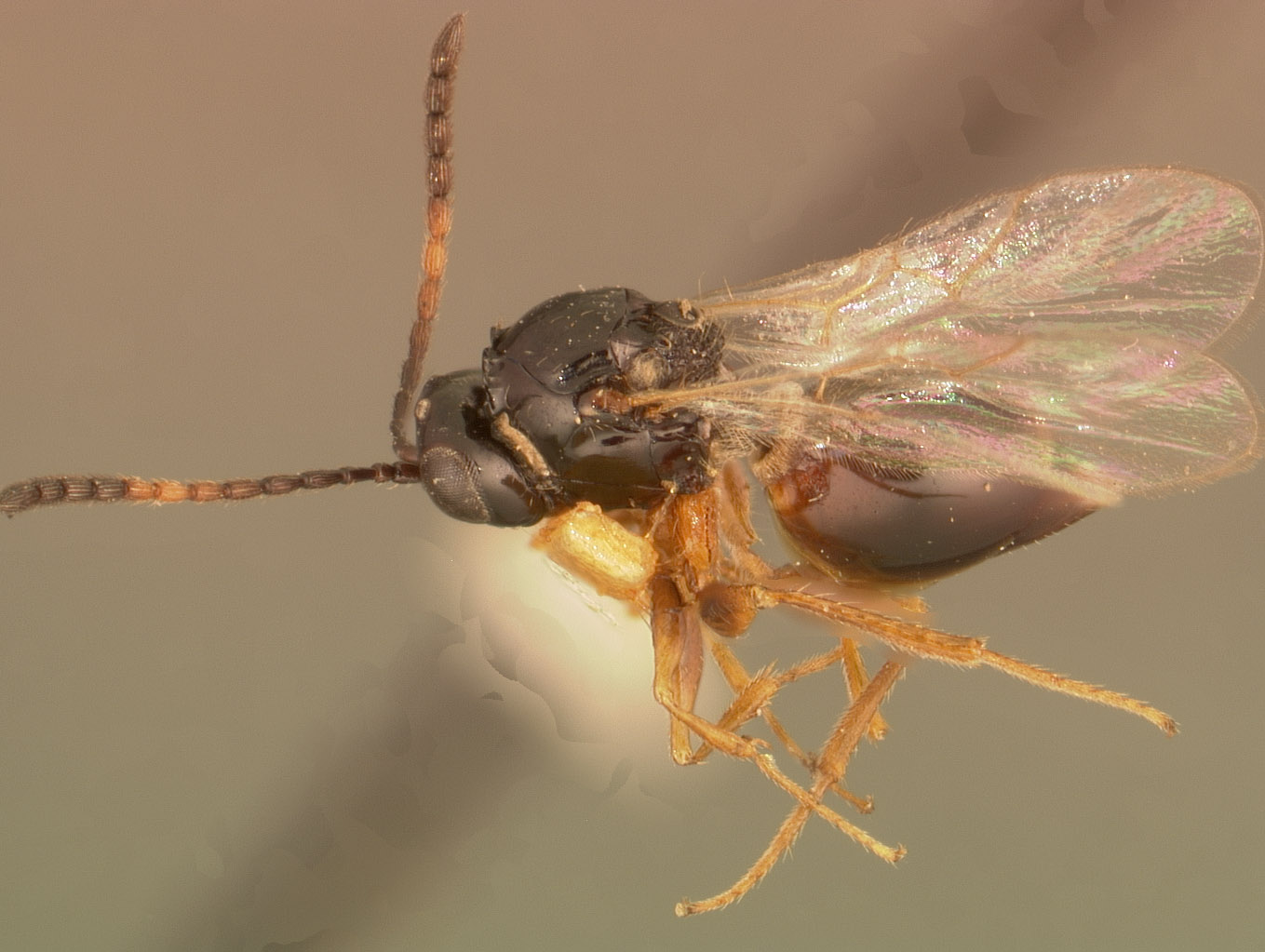 Cothonaspis cincticornis image