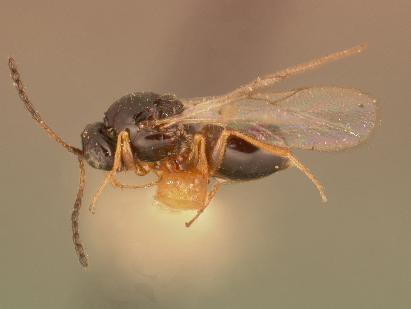 Ganaspis cincticornis image