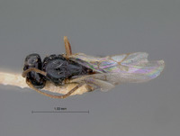 Aegilips clarimontis image