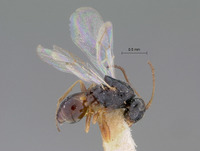 Image of Aegilips clarimontis