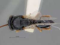 Aspicera clarimontis image