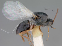 Image of Aspicera clarimontis