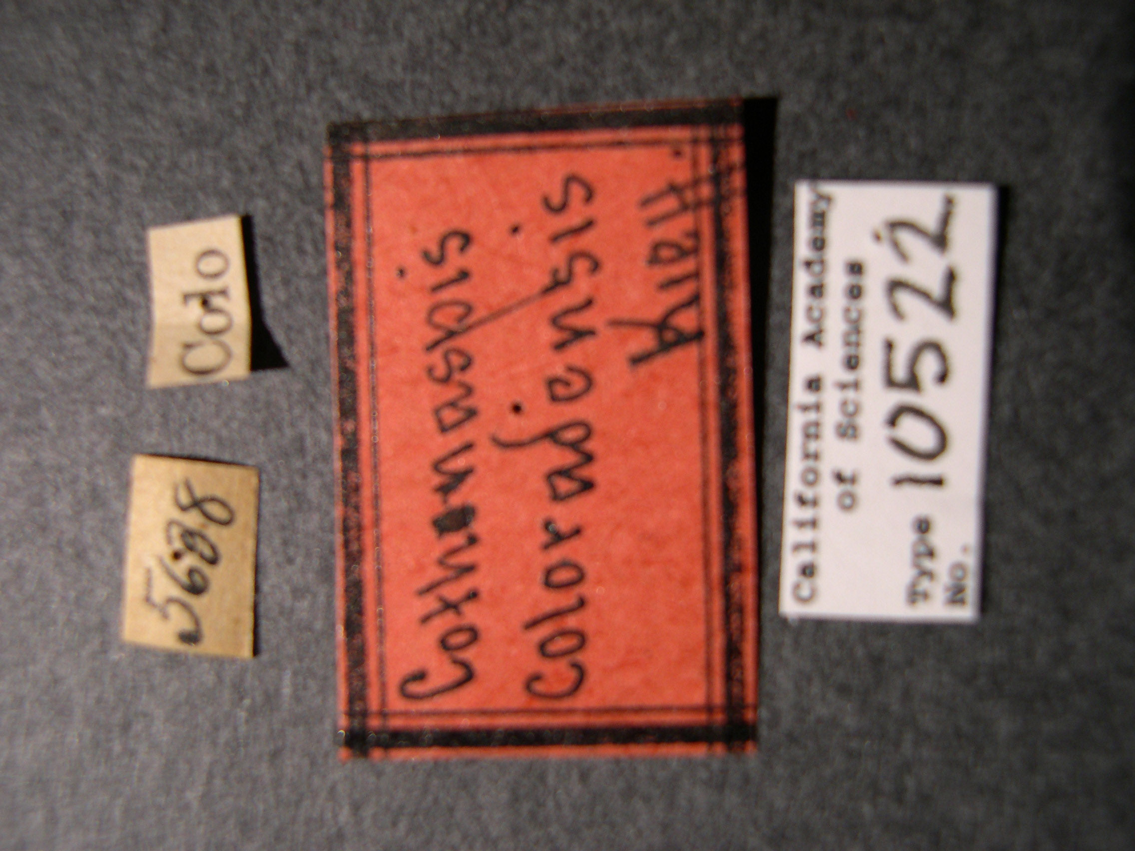 Cothonaspis coloradensis image