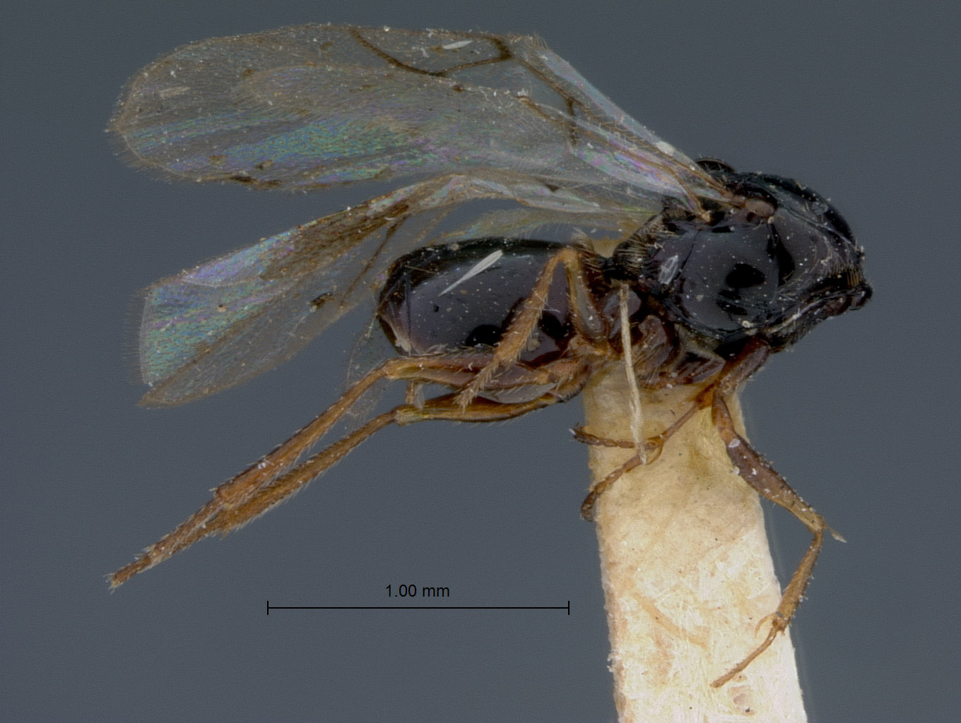 Cothonaspis coloradensis image