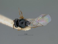 Eucoilidea crenulata image