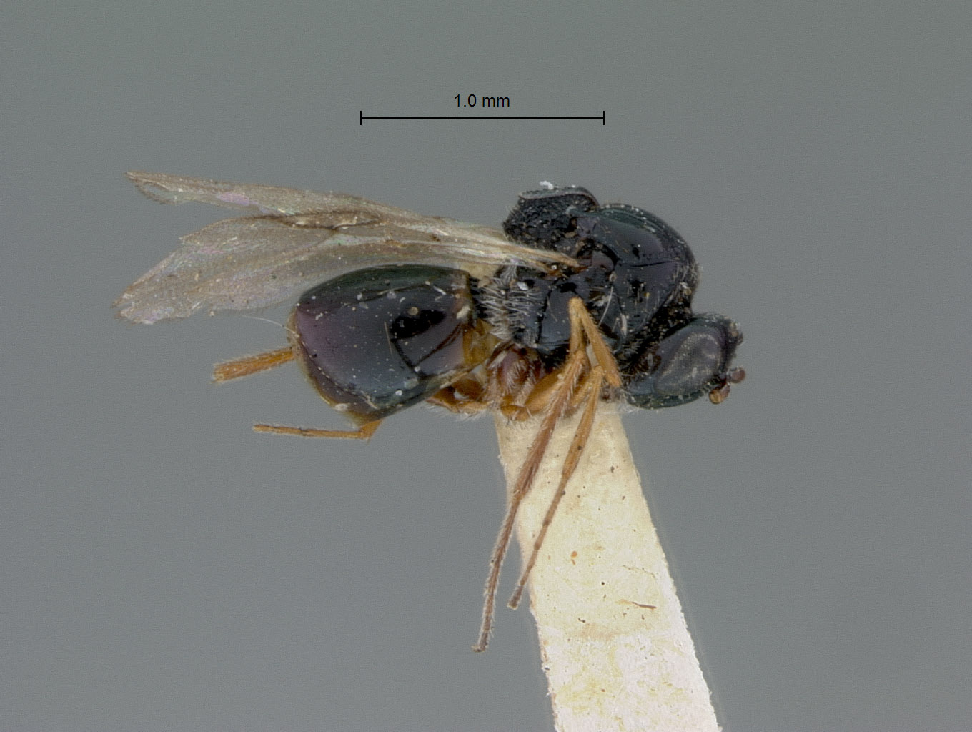 Eucoilidea crenulata image