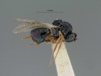 Eucoilidea crenulata image