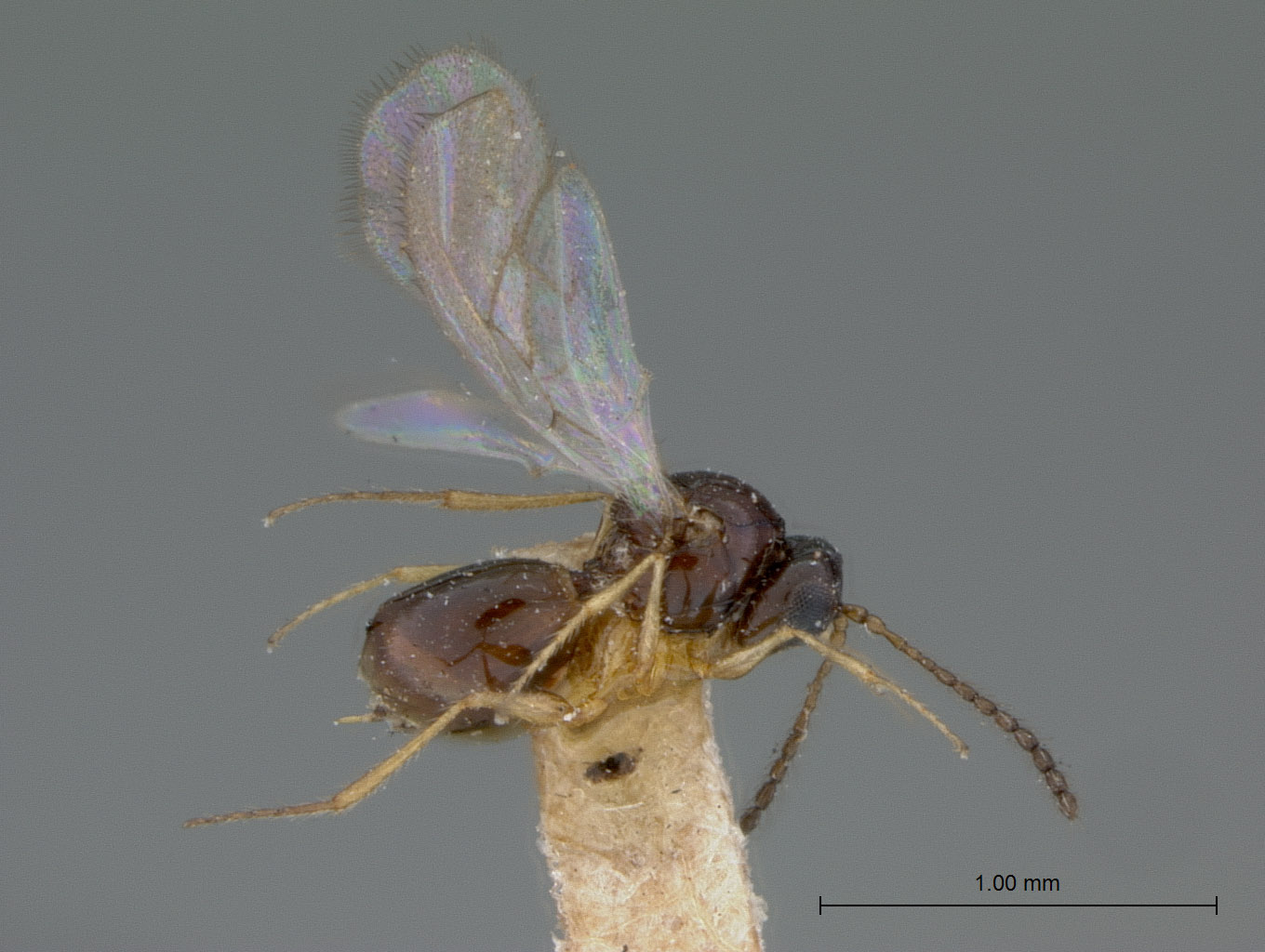 Ganaspis cubitalis image