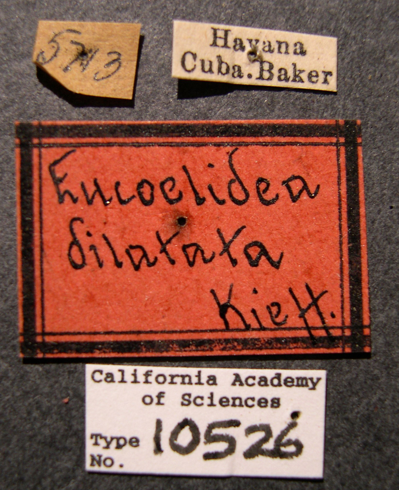 Eucoelidea dilatata image