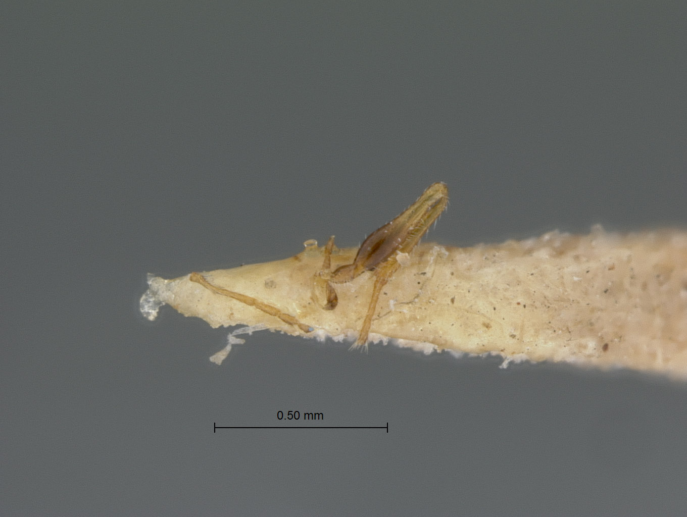 Eucoelidea dilatata image