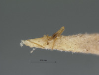 Eucoelidea dilatata image