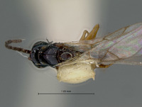 Ganaspis dubiosa image