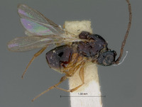 Image of Ganaspis dubiosa