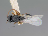 Figites dubius image